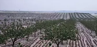 Şanlıurfa'da Dolu Felaketi Tarım Alanlarını Vurdu