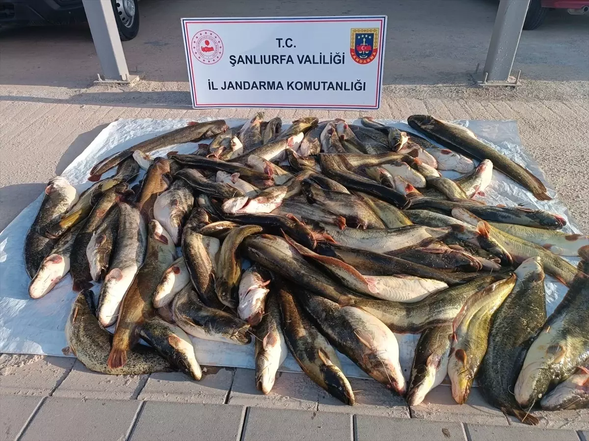 Kaçak Avlanan Balıkçıya 24 Bin Lira Ceza