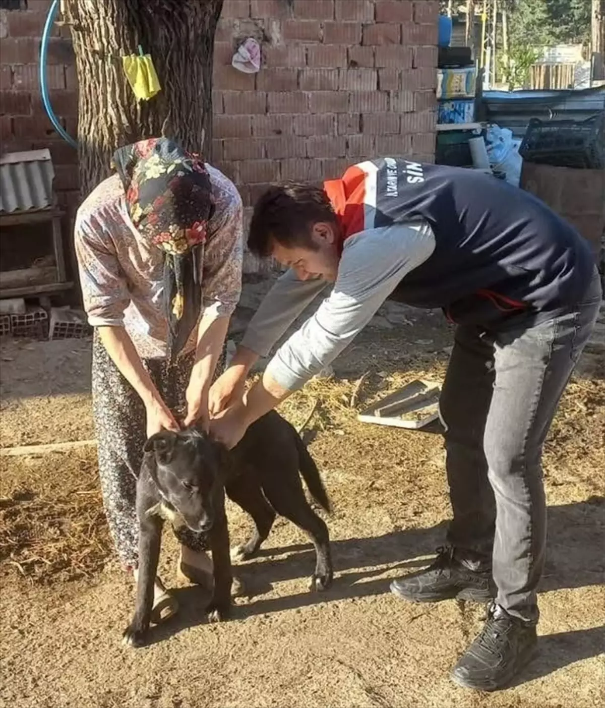 Sinop'ta Sahipli Köpekler Mikroçip ile Kimliklendiriliyor