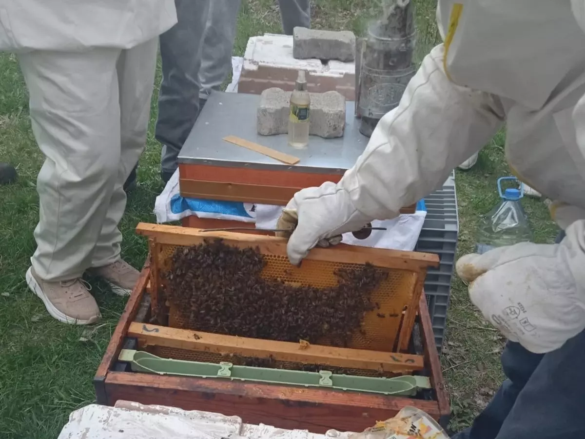 Şarkışla'da Arıcılık Kursu Açıldı