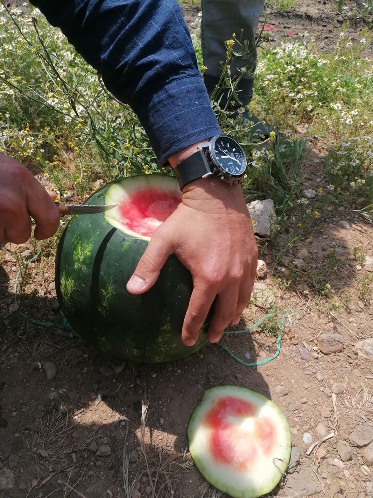 Antalya'da Karpuz Yetiştiriciliği İncelemesi