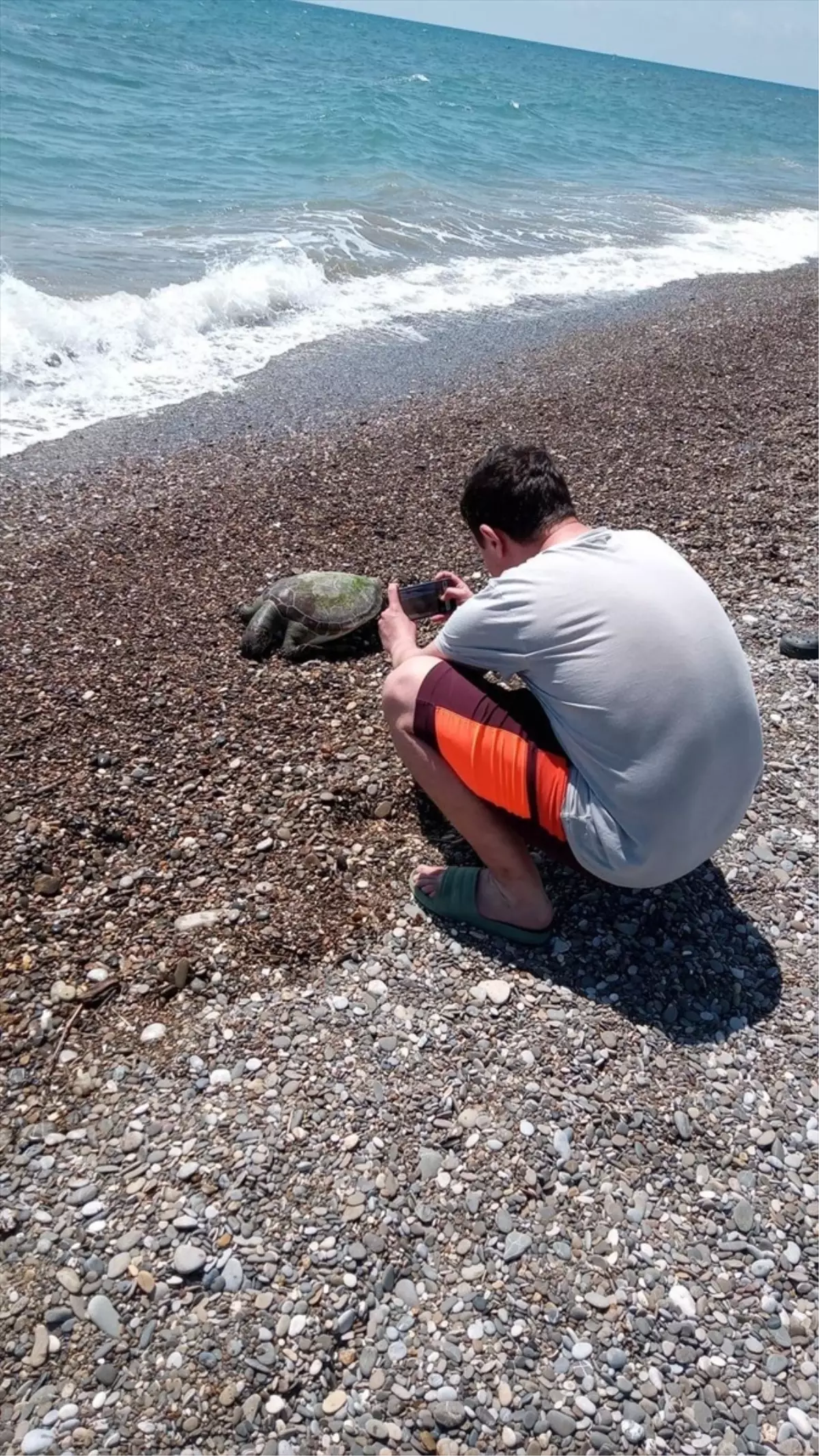 Antalya'da Ölü Caretta Caretta Bulundu