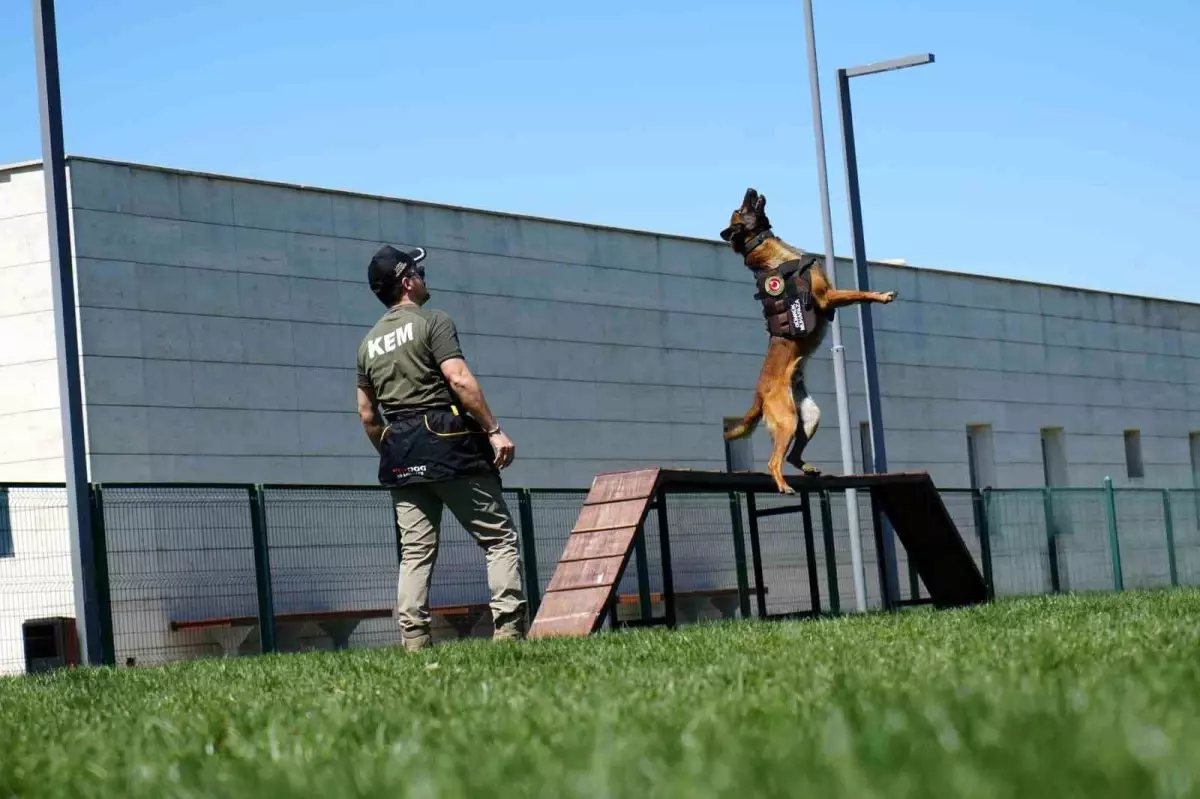 Gümrük Muhafaza Ekiplerinin Gücü: Hassas Burunlu Köpekler Eğitiliyor