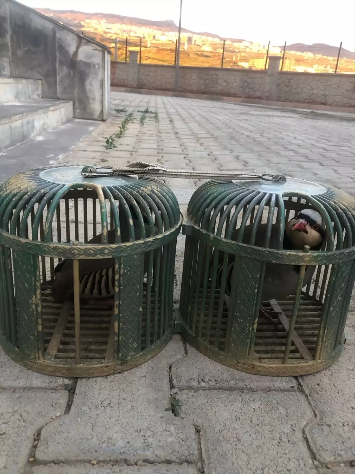 Şırnak'ta Kınalı Keklik Taşıyan Sürücüye Ceza
