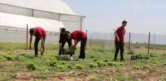 Silopi'de Öğrenciler Tarım Projesi ile İlk Hasadı Gerçekleştirdi