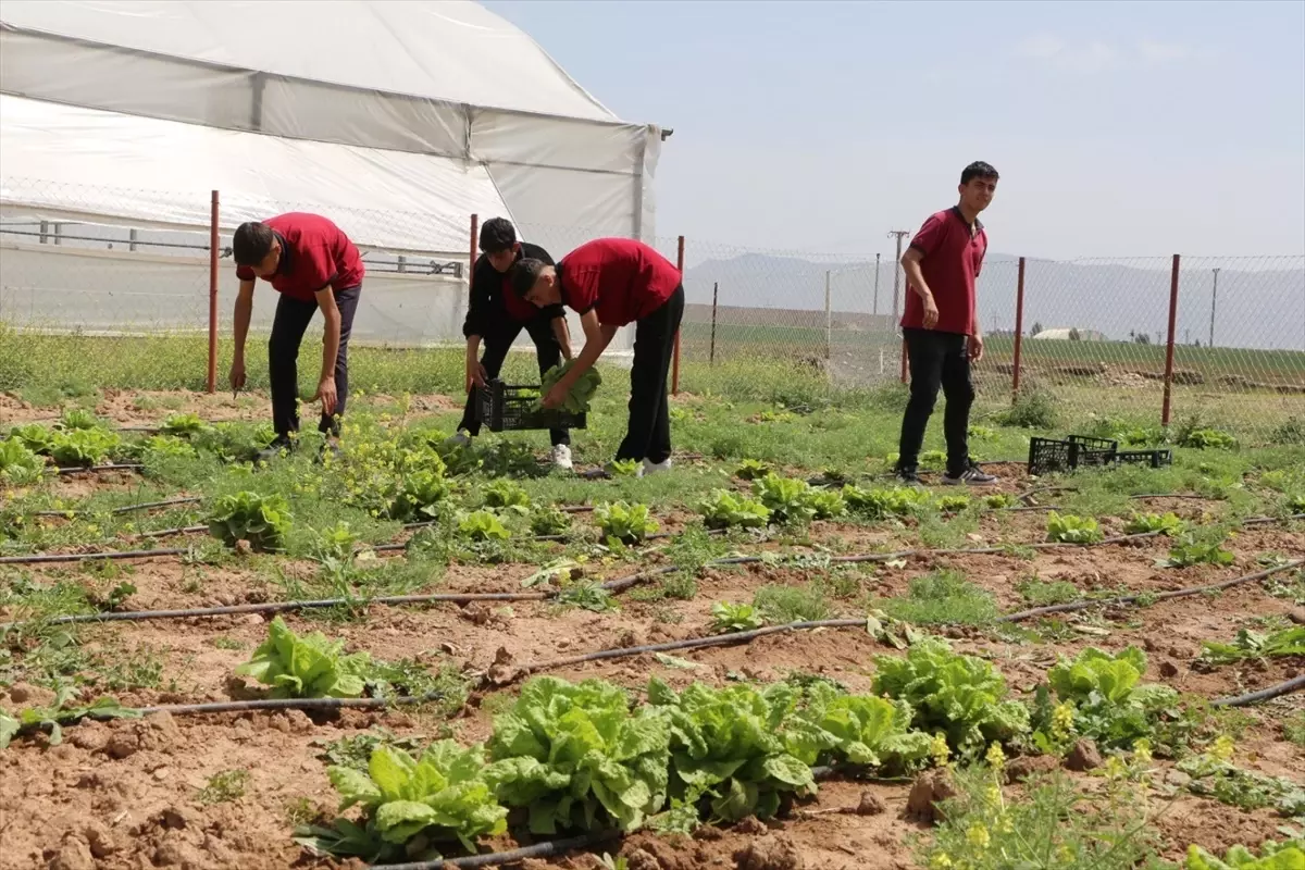 Silopi'de Öğrenciler Tarım Projesi ile İlk Hasadı Gerçekleştirdi