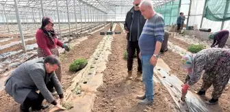 Sivas'ın Suşehri'nde 10 Bin Domates Fidesi Dikildi