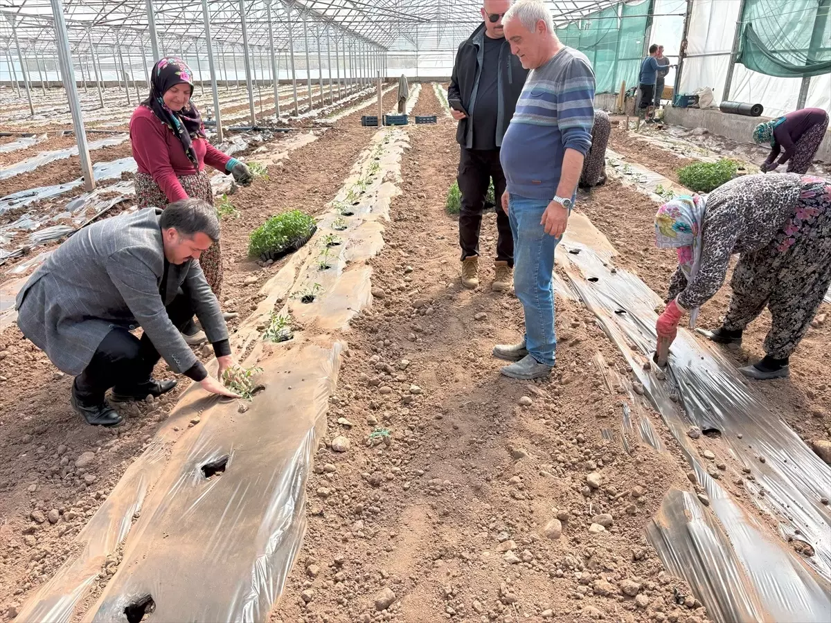 Sivas'ın Suşehri'nde 10 Bin Domates Fidesi Dikildi
