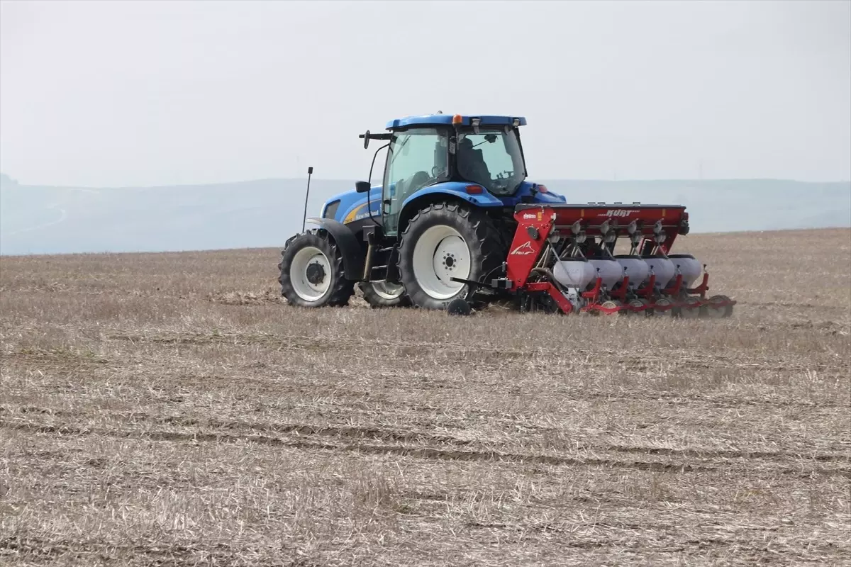 Tekirdağ'da Anıza Ekim Yöntemi ile Kuraklığa Karşı Mücadele