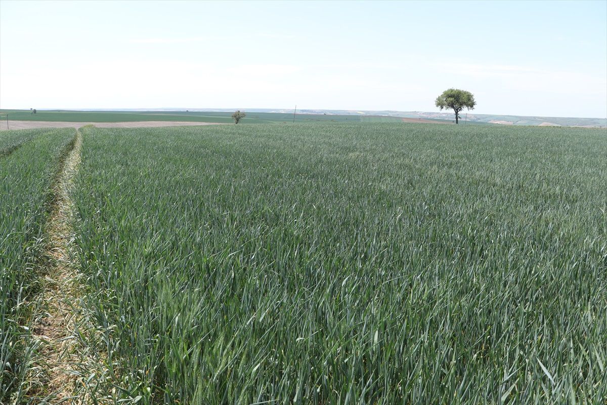 Tekirdağ'daki Kuraklık Buğday Rekoltesini Tehdit Ediyor