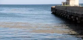 Marmara Denizi'nde Alg Patlamaları Tehlike Oluşturuyor