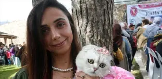 Tokat'ta Kedi Güzellik Yarışması Düzenlendi