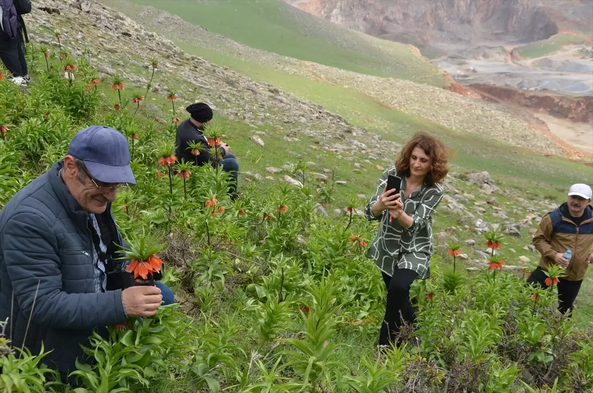 Trabzonlu Fotoğraf Tutkunları Ters Laleleri Görüntülemek İçin Muş'a Tırmandı