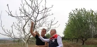 Edirne, Kırklareli ve Tekirdağ'da Zirai Don Hasar Tespiti Devam Ediyor
