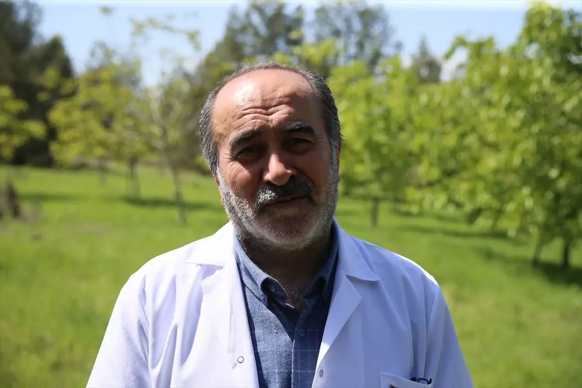 Melezleme ile Elde Edilen Ceviz Türleri Soğuktan Etkilenmedi