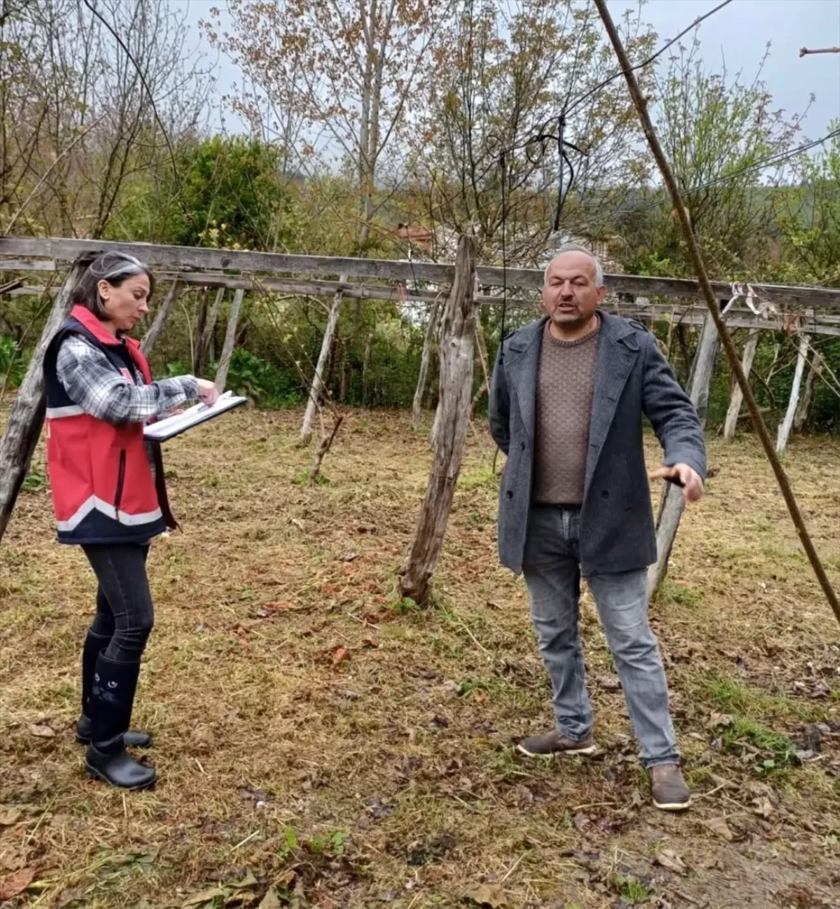 Sinop'un Türkeli İlçesinde Zirai Don Sonrası Hasar Tespit Çalışmaları Başladı