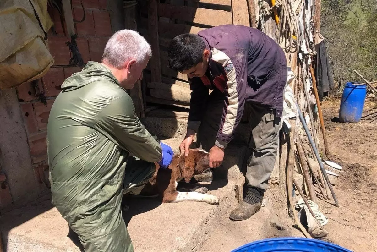 Sinop'ta Sahipli Köpekler Mikroçip ile Kimliklendiriliyor