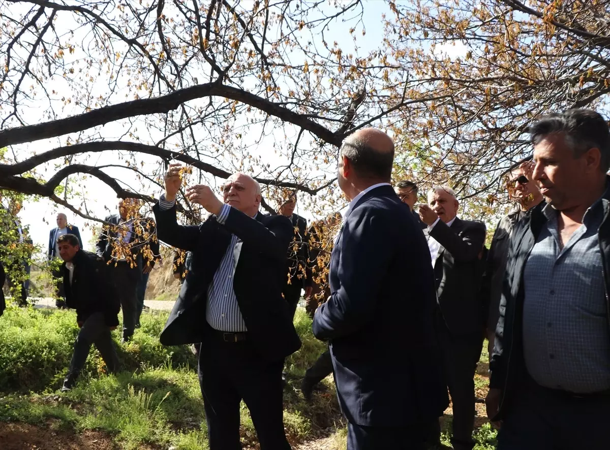 Zirai Dondan Etkilenen Kayısı Bahçelerinde İnceleme