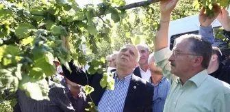 Zirai Don Fındık Bahçelerini Vurdu: Çiftçiler Zor Durumda