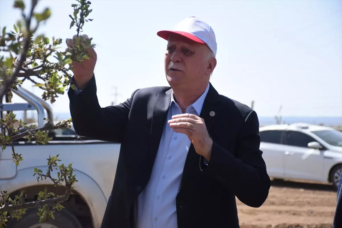 Zirai Don Afeti Elma Üretimini Tehdit Ediyor