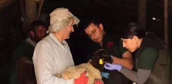 Hakkari'de Hayvan Sağlığı İçin Birlikte Mücadele Eden Konyalı Çift