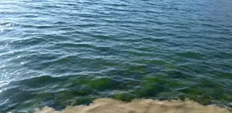 Yalova'da Müsilaj Sorunu Artıyor