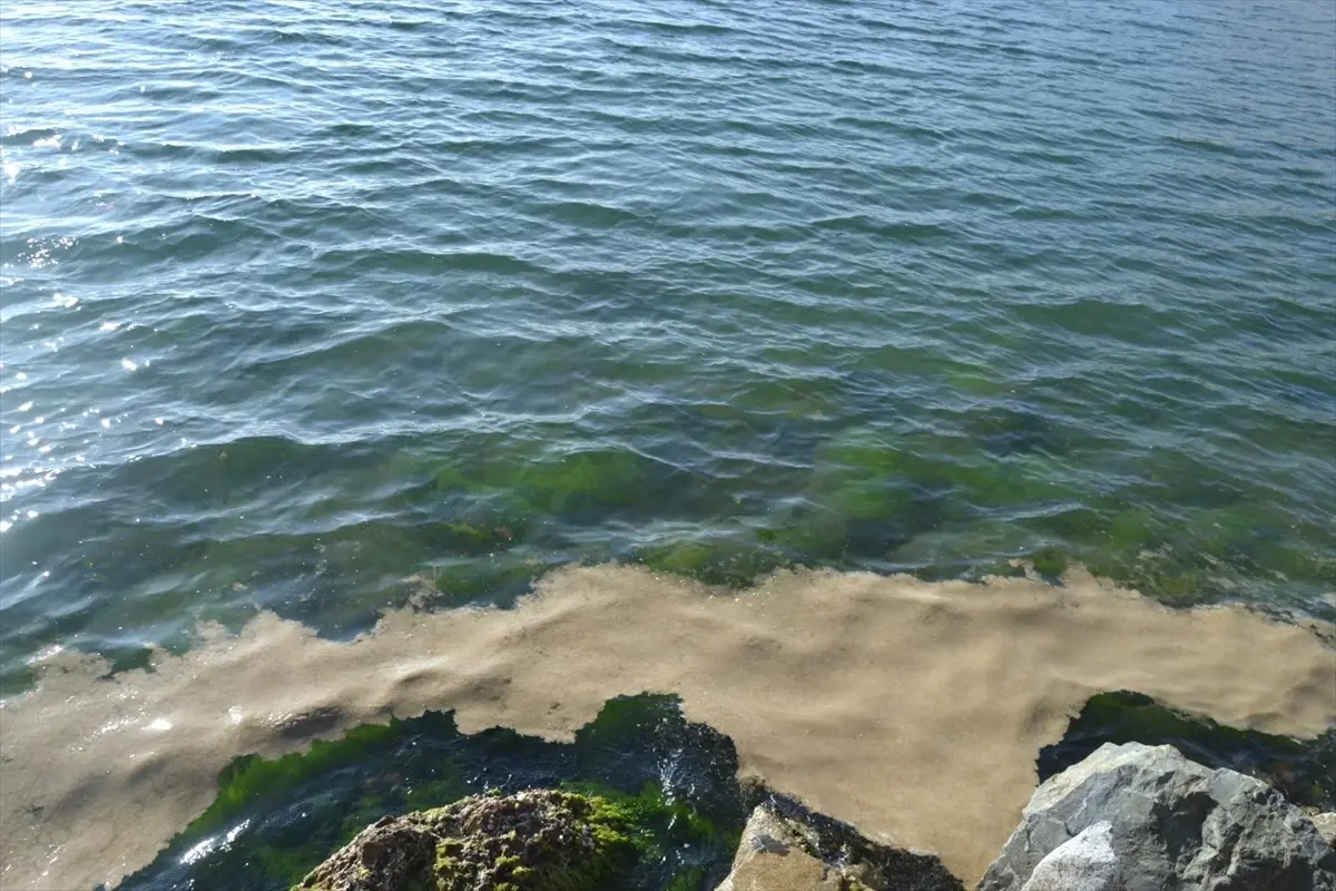 Yalova'da Müsilaj Sorunu Artıyor