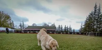 Köpekler Yer Altındaki Su Kaçaklarını Tespit Etmek İçin Eğitiliyor