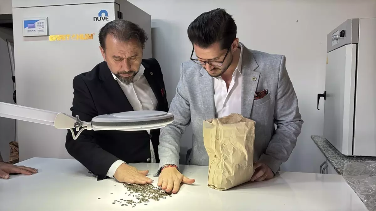 Yerli ve Milli Hibrit Ayçiçeği Tohumunun Yeni Versiyonu Tescillendi