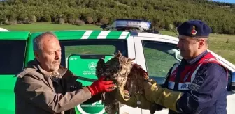 Yozgat'ta Yaralı Puhu Dikenli Tellere Takıldı