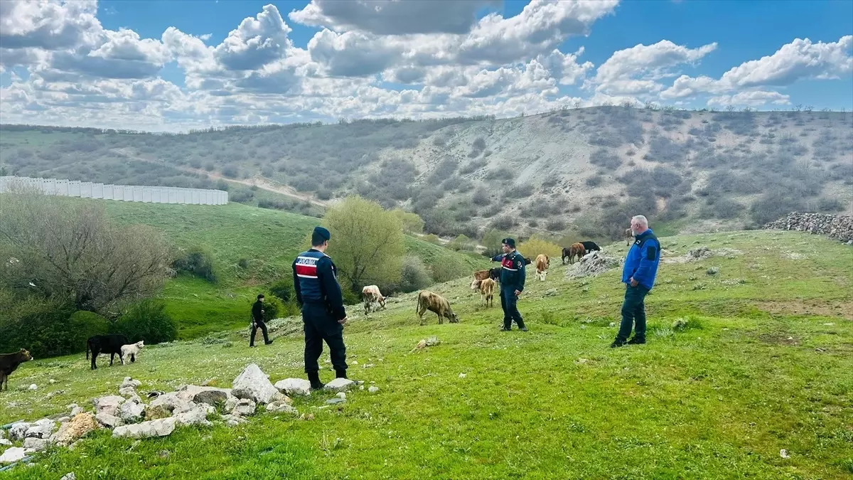Yozgat'ta Kaybolan 10 Büyükbaş Hayvan Bulundu