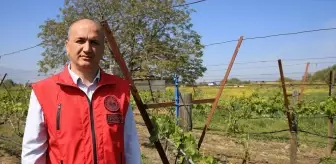 Zirai Don Sonrası Üzüm Bağları İçin Budama Uyarısı