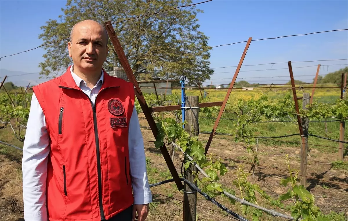 Zirai Don Sonrası Üzüm Bağları İçin Budama Uyarısı