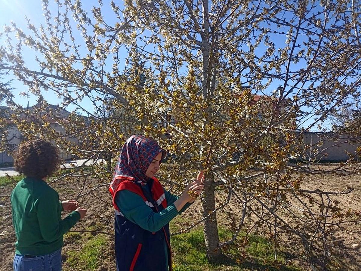 Afyonkarahisar'da Zirai Don Tarım Üzerinde Büyük Hasar Yaratıyor