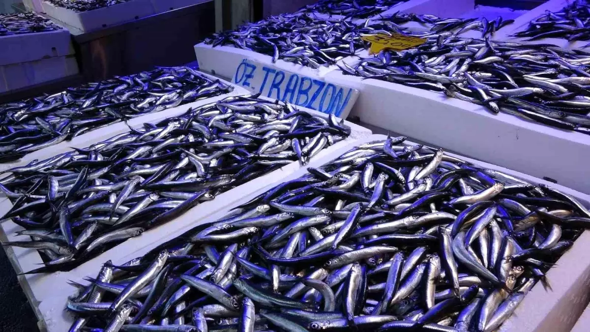 Türkiye Hamsi İhracatında 9 Milyon Dolar Döviz Girdisi Elde Etti