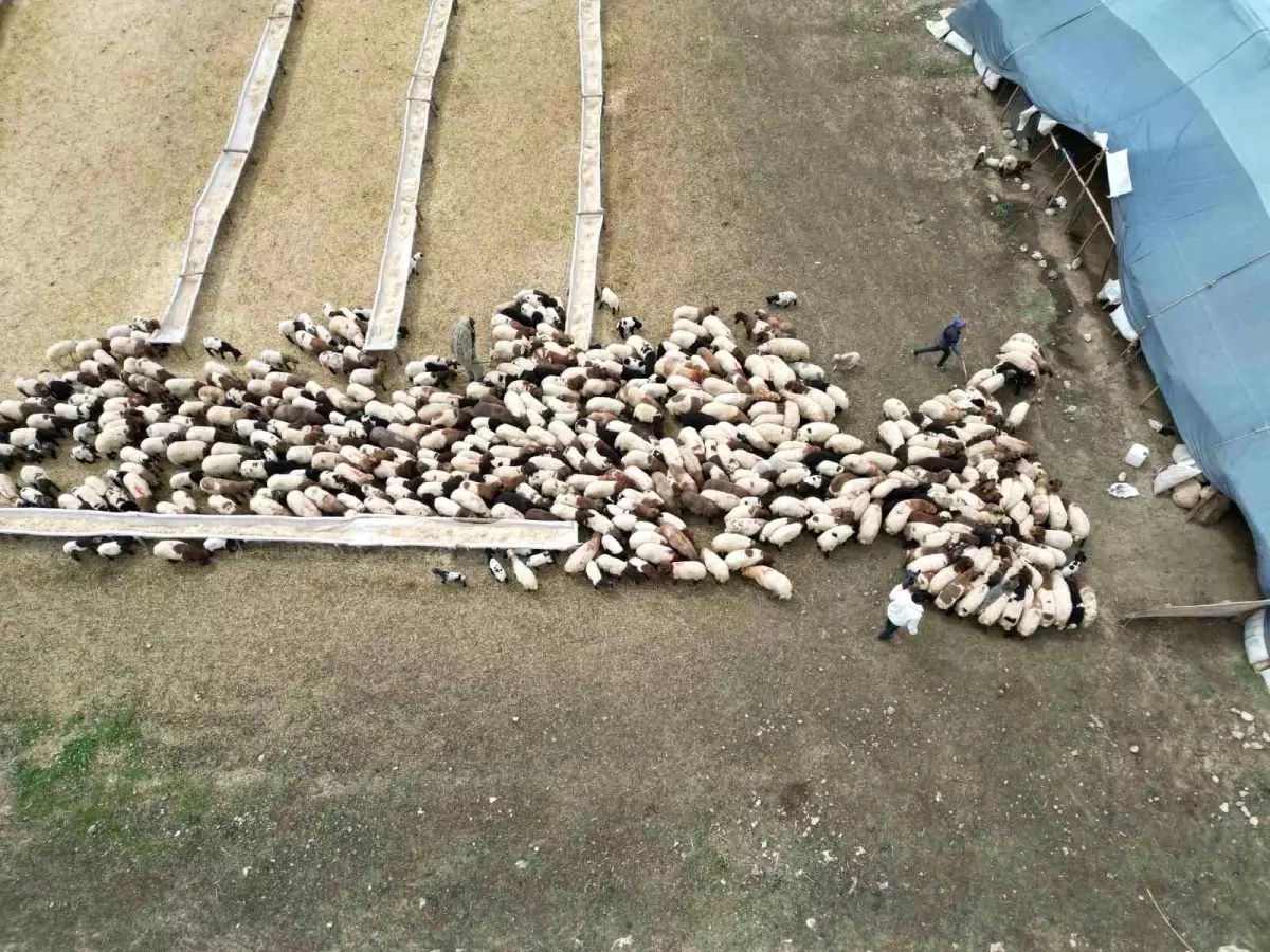 Şırnak'ta Göçerler Zorlu Yayla Yolculuğuna Hazırlanıyor