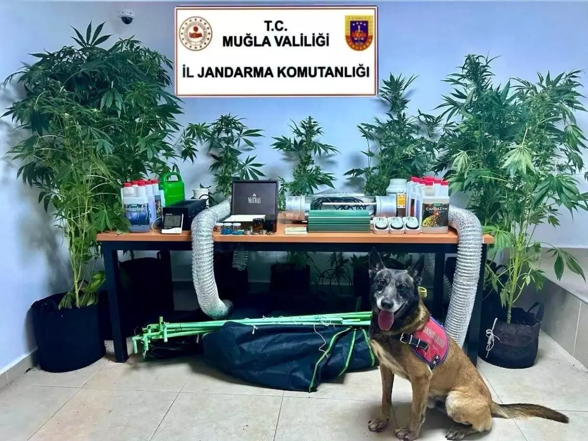 Bodrum'da Öğretmen Uyuşturucu Bahçesiyle Yakalandı