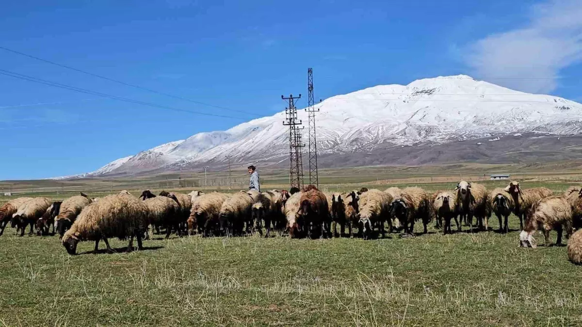 Adilcevaz'da Hava Isındı, Besiciler Rahat Nefes Aldı