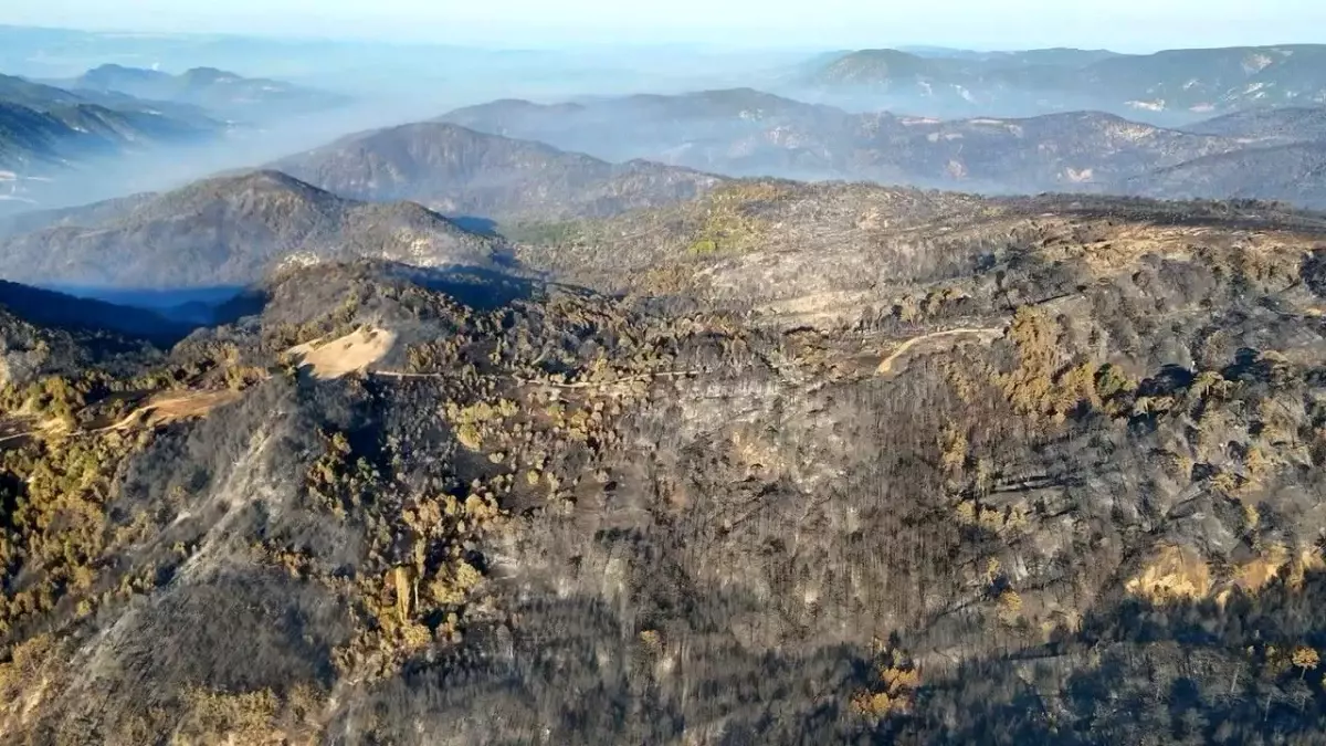 Bolu'daki Orman Yangınları Sonrası Ağaçlandırma Çalışmaları Hız Kazandı