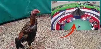 Horoz dövüşü alanında katliam: 12 kişi hayatını kaybetti
