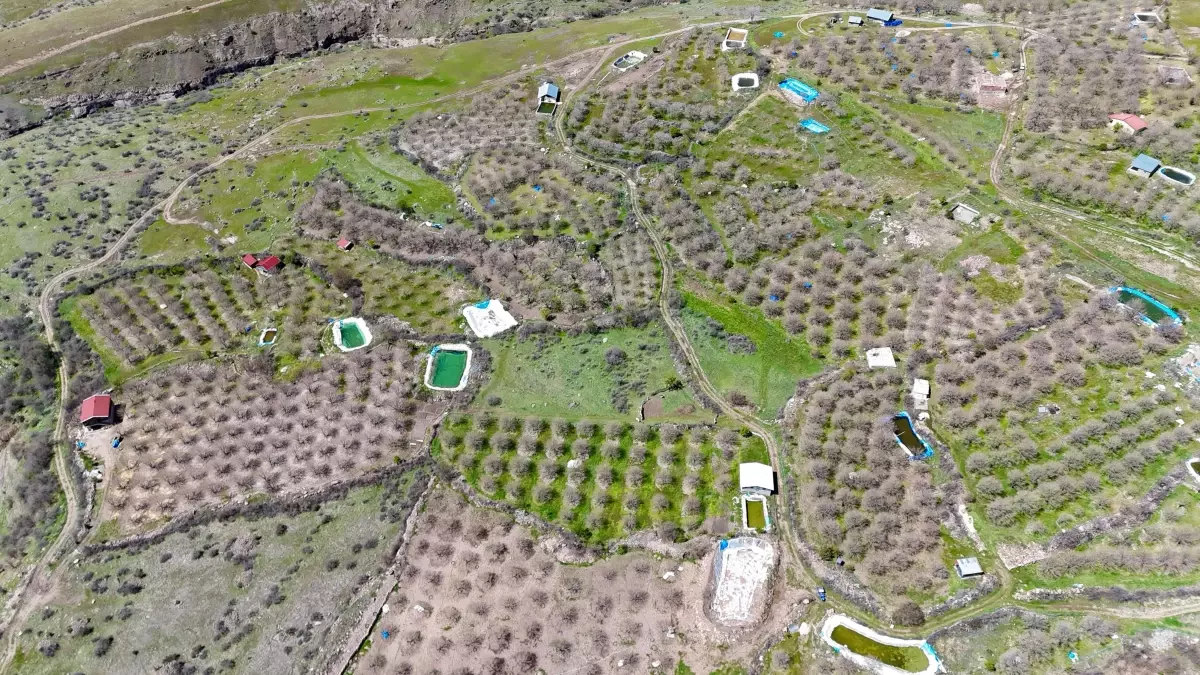 Ulukale'nin Coğrafi İşaretli Dutlarına Don Darbesi: 120 Milyon Lira Zarar