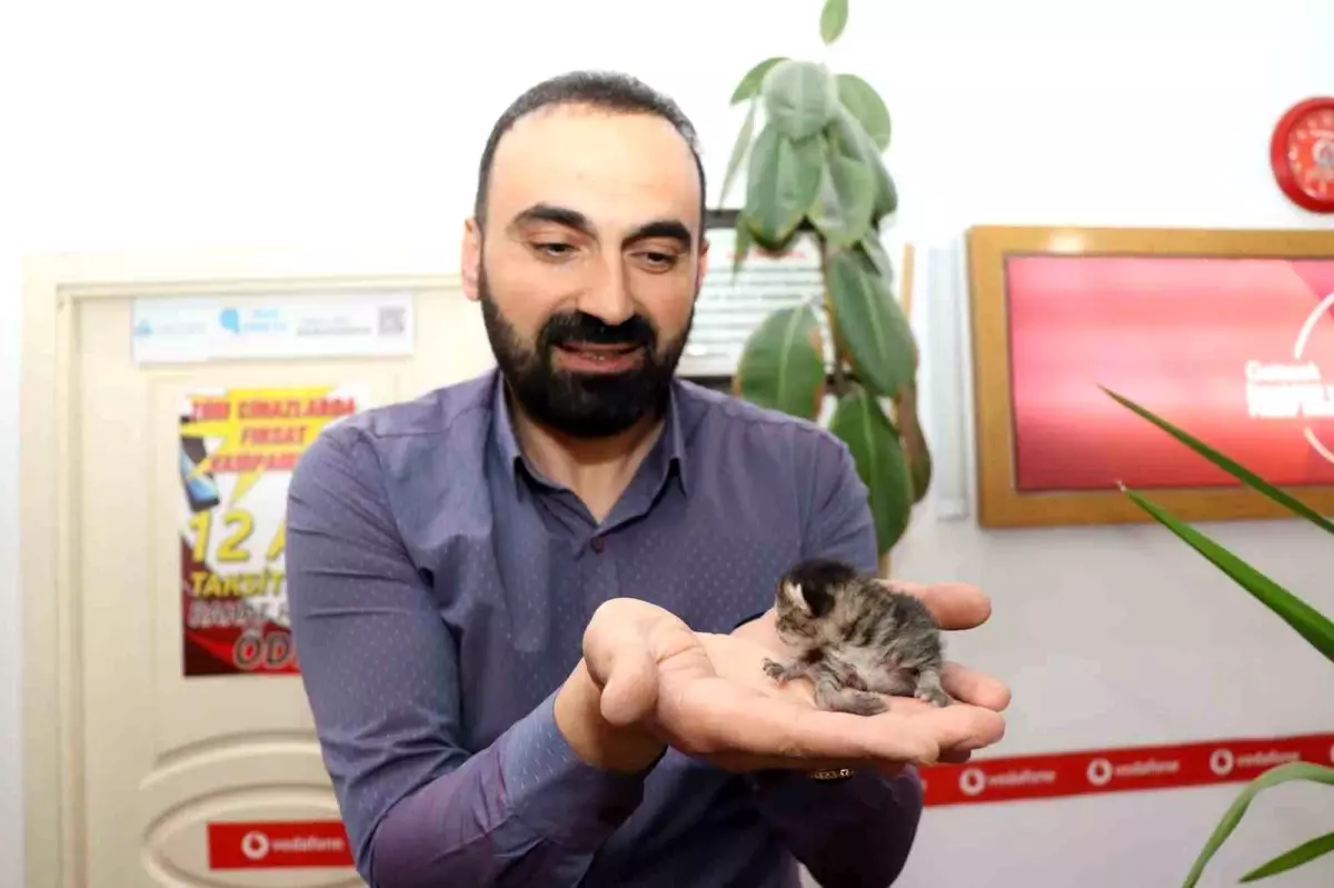 Oltu'da Sokak Kedisi Çekmecede Yavru Doğurdu