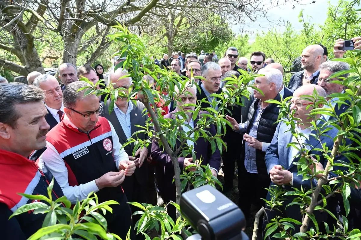 İznik'te Zirai Don Tahribatı: 63 Bin Dekar Etkilendi