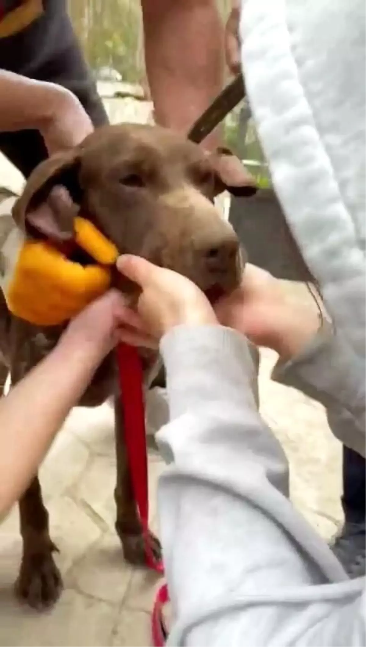 Sakarya'da Vatandaşlar Boğazına Ağaç Parçası Takılan Köpeği Kurtardı