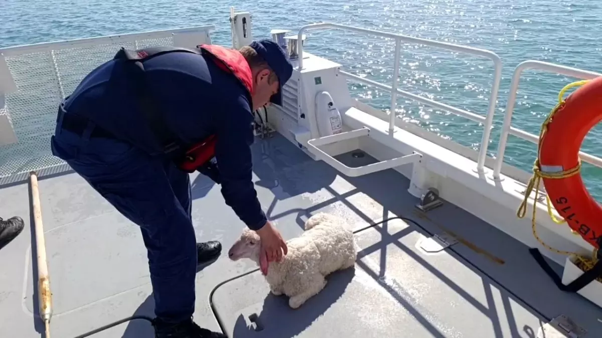 Denizde Sürüklenen Kuzu Kurtarıldı