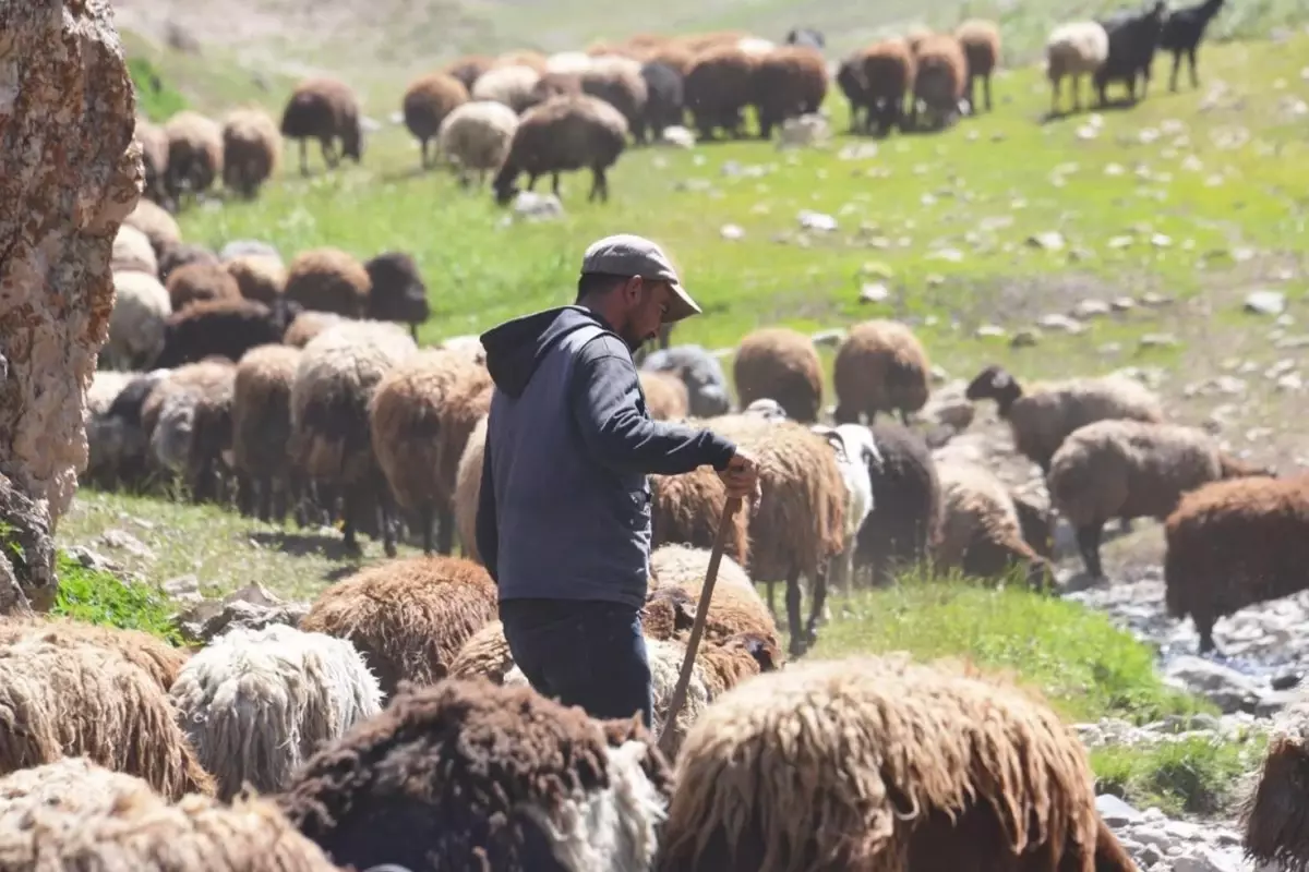 70 bin TL maaşla çoban bulamayan köylüler, sırayla hayvanları otlatıyor