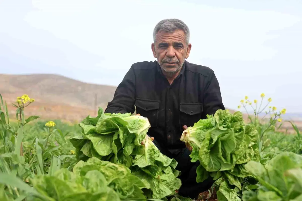 Hatay'da Kuraklık Marul Hasadını Olumsuz Etkiledi