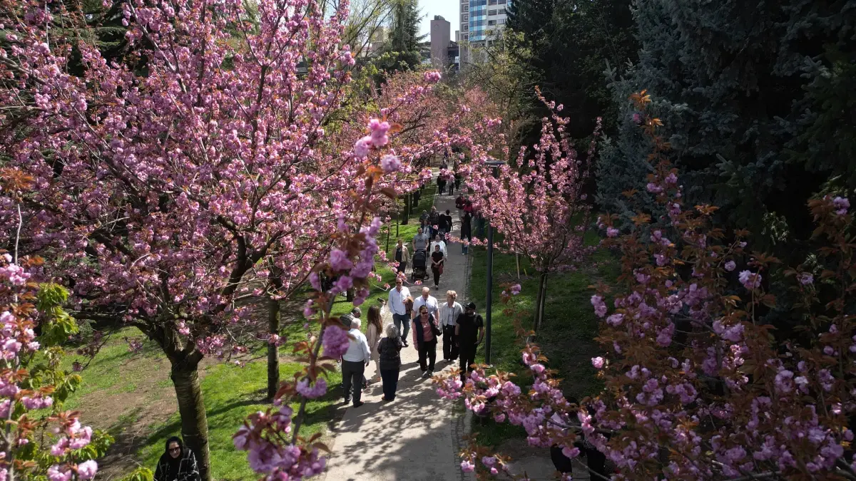 Ankara'daki Sakura Ağaçları Baharda Renkleniyor