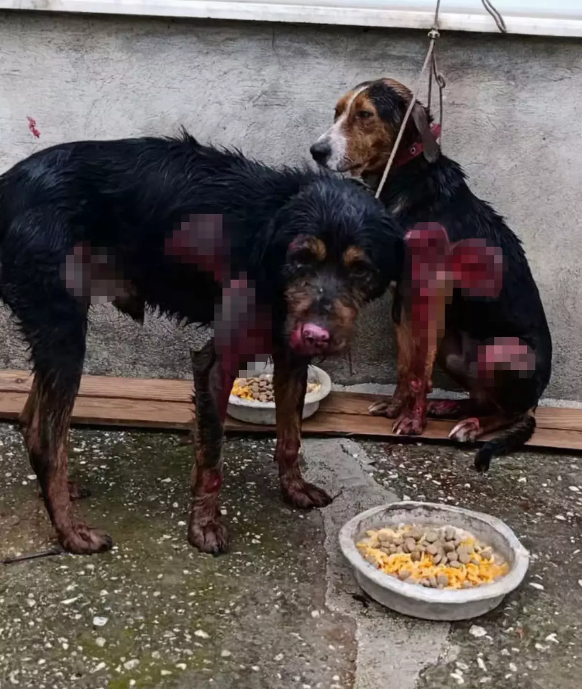 Bucak'ta Köpeklere İşkence: Sürücü Tutuklandı