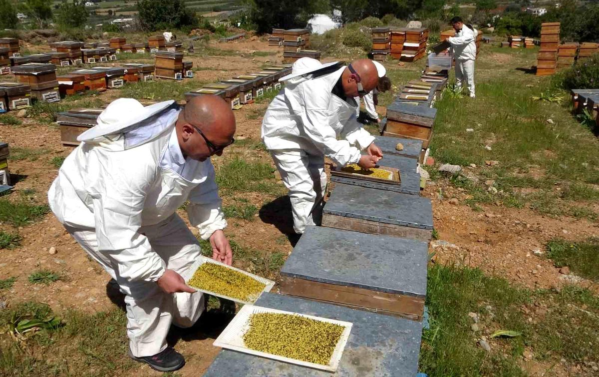 Mersin'de Polen Hasadı Başladı, Fiyatı 1300 TL